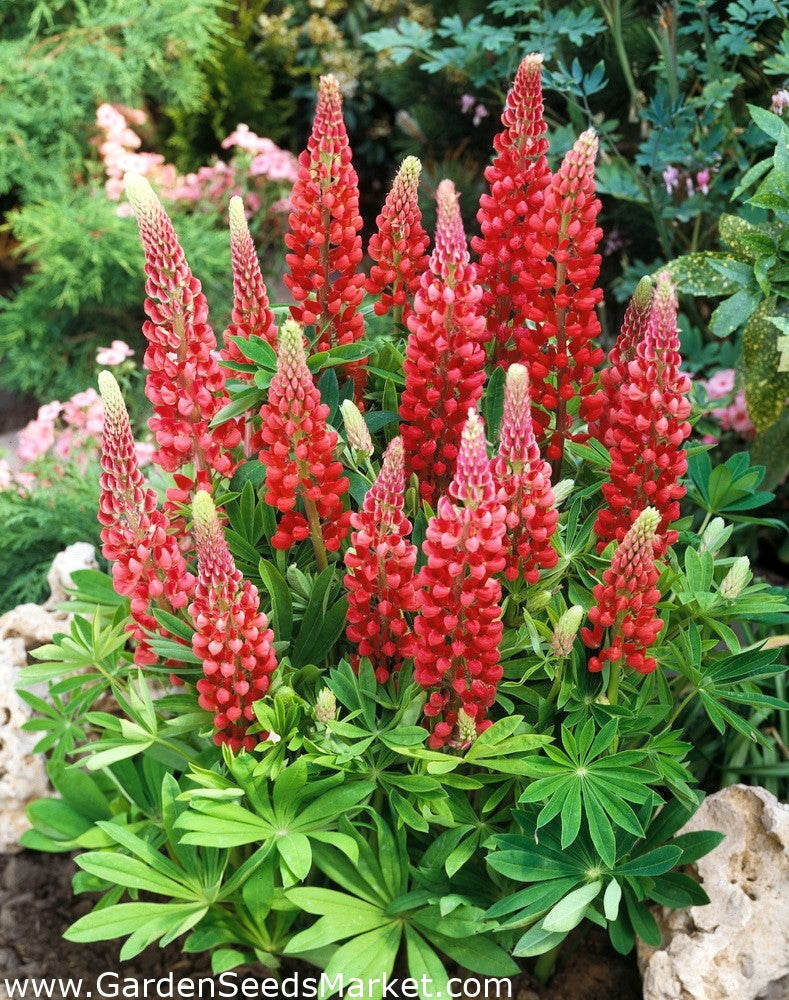 Crveni Lupinus / Lupinus Polyphyllus