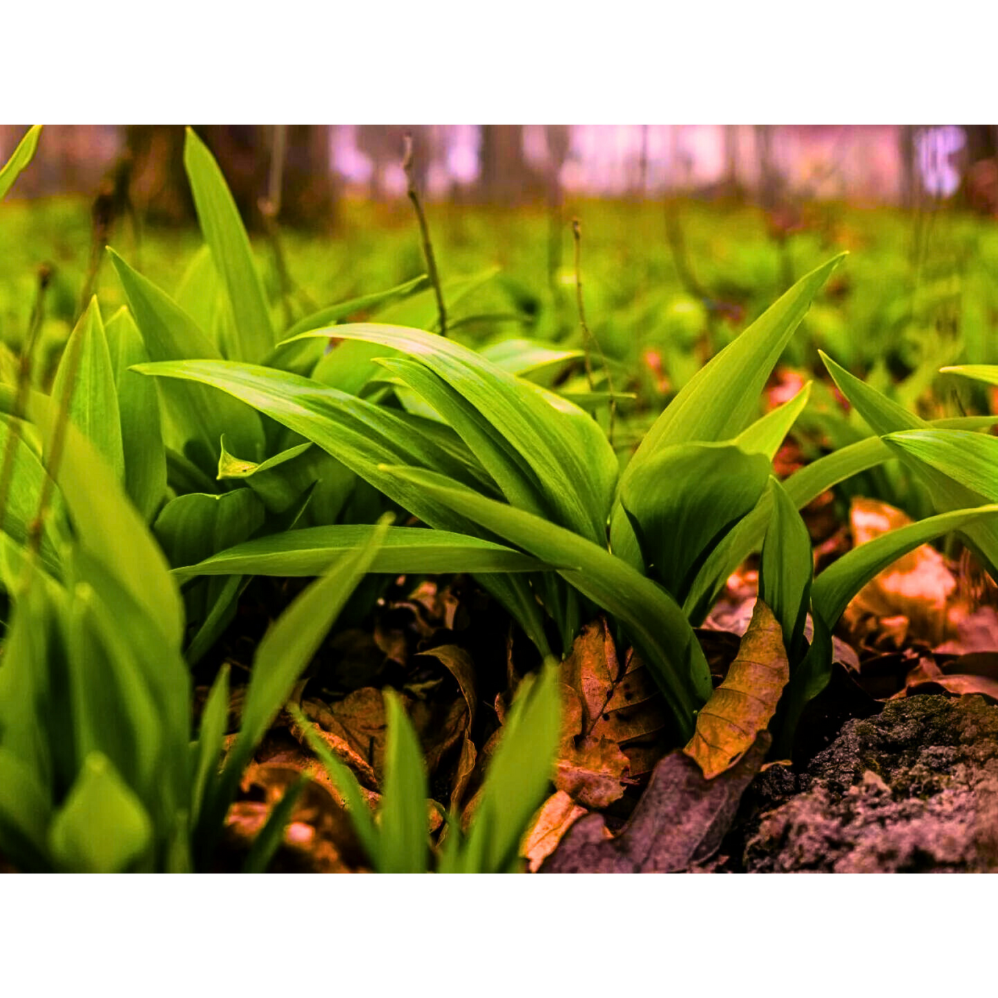 Suhi  Medvjeđi luk / Allium Ursinum / Srijemuš