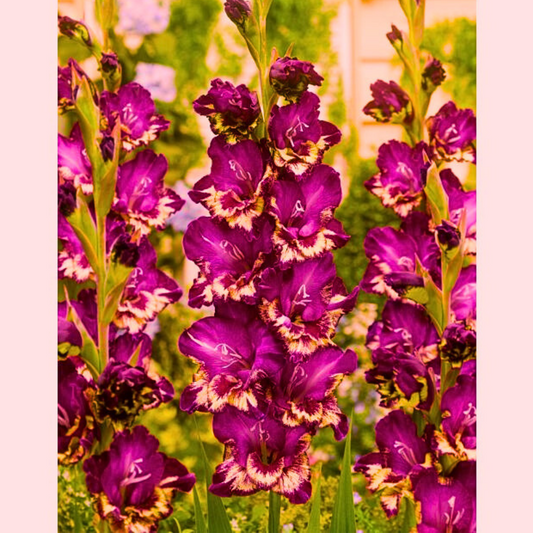 Šarena Doza Gladiola  Crveno -Žute boje / GLADIOLUS - COLOR CLUB