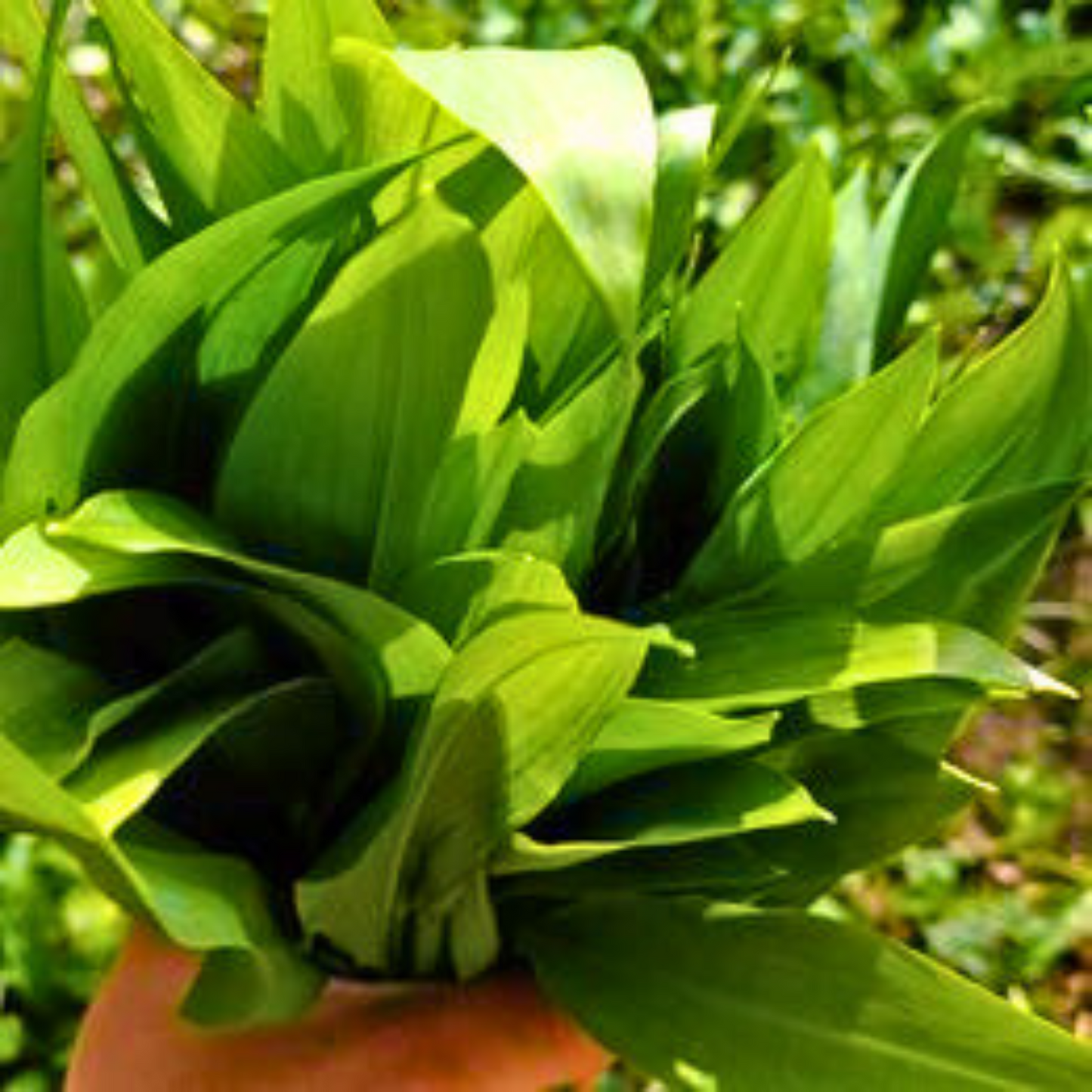 Medvjeđeg luka / Allium Ursinum / Srijemuš  - Sviježi!