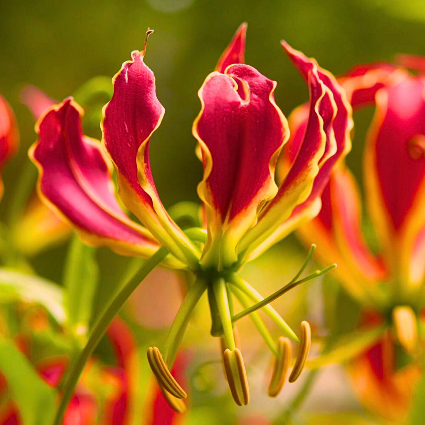 Plameni Ljiljan /  Gloriosa lily / Gloriosa Superba / Flame Lily /Ljiljan slave Rothschildiana