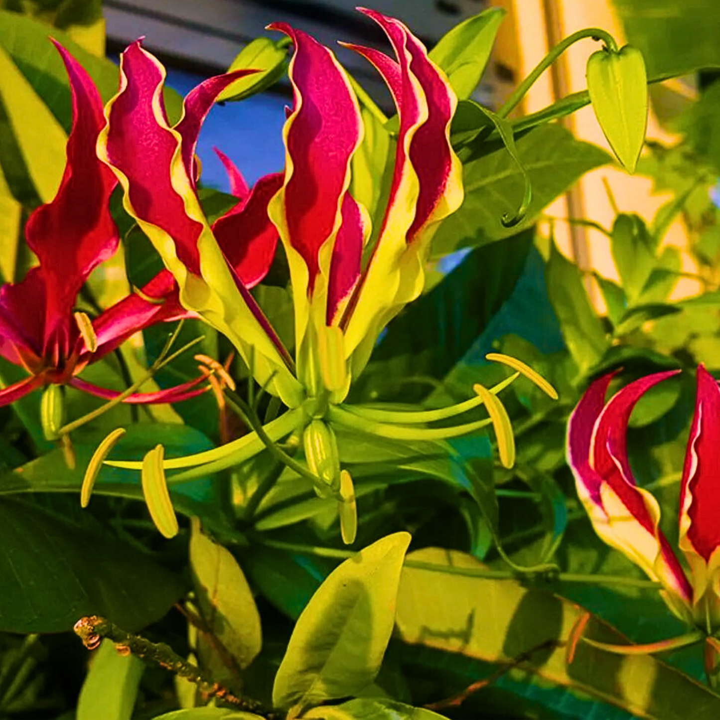 Plameni Ljiljan /  Gloriosa lily / Gloriosa Superba / Flame Lily /Ljiljan slave Rothschildiana