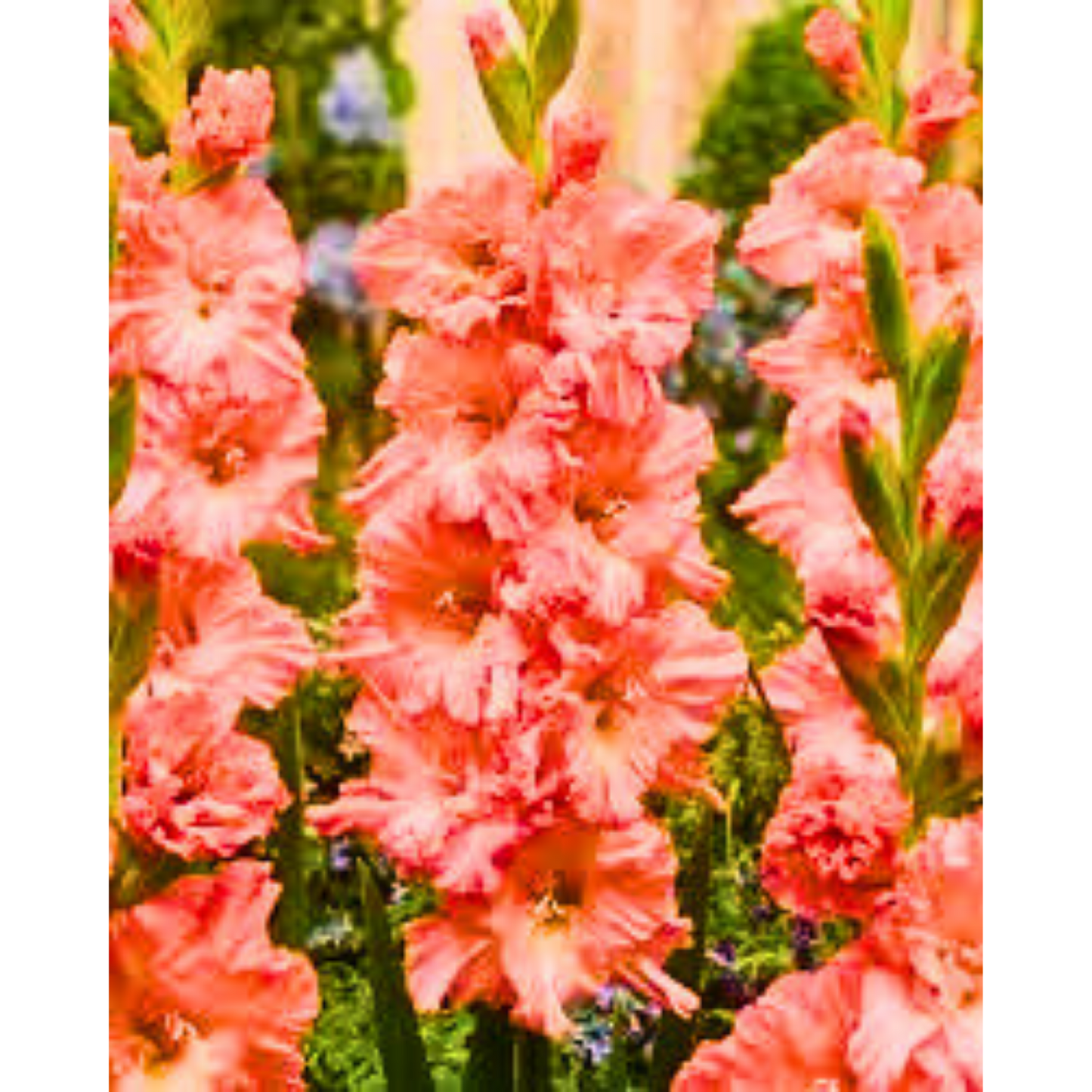 Šarena Žuto- Roza Gladiola / GLADIOLUS - MANGO MUSE