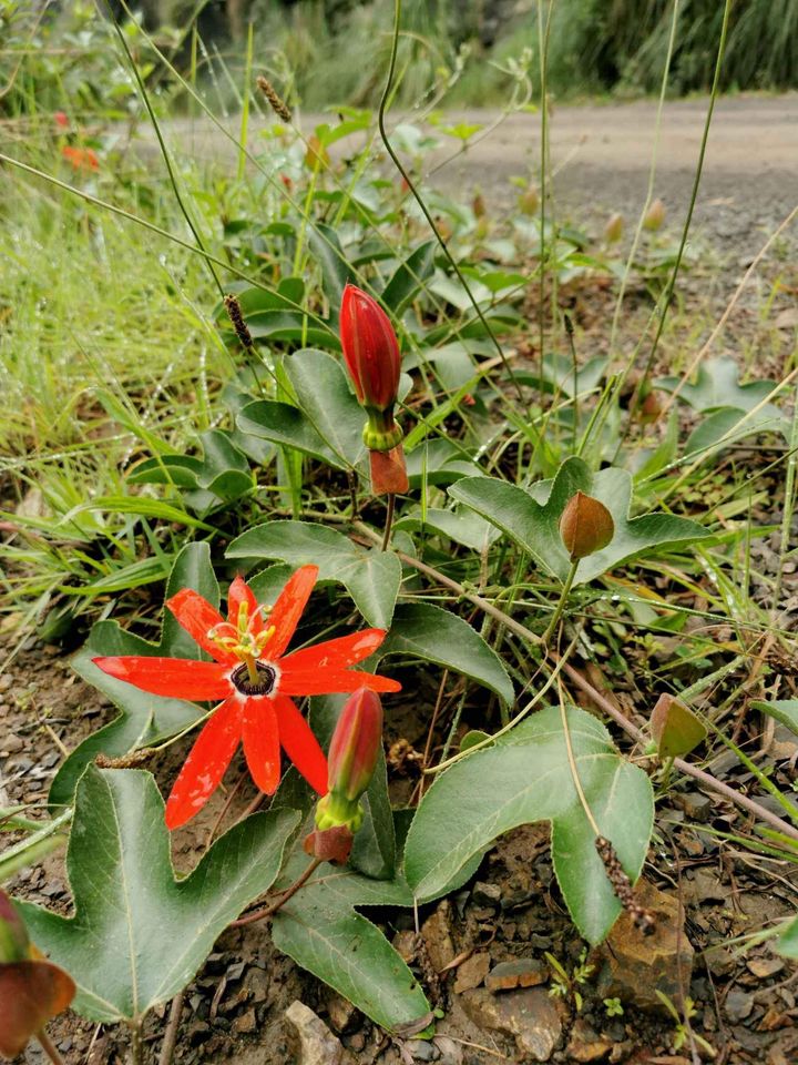 Crvena manicata Passiflora/ Passiflora Manicata