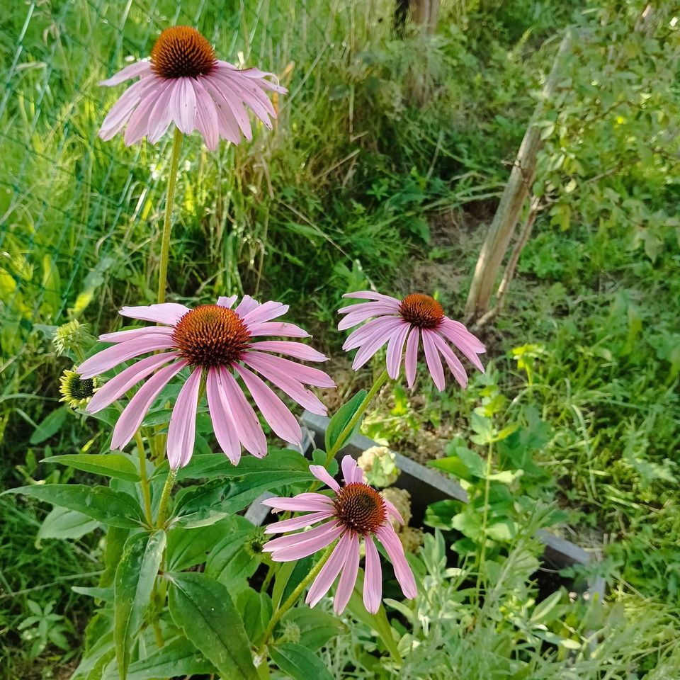 Ljubičasta Echinacea/ Echinace Purpurea