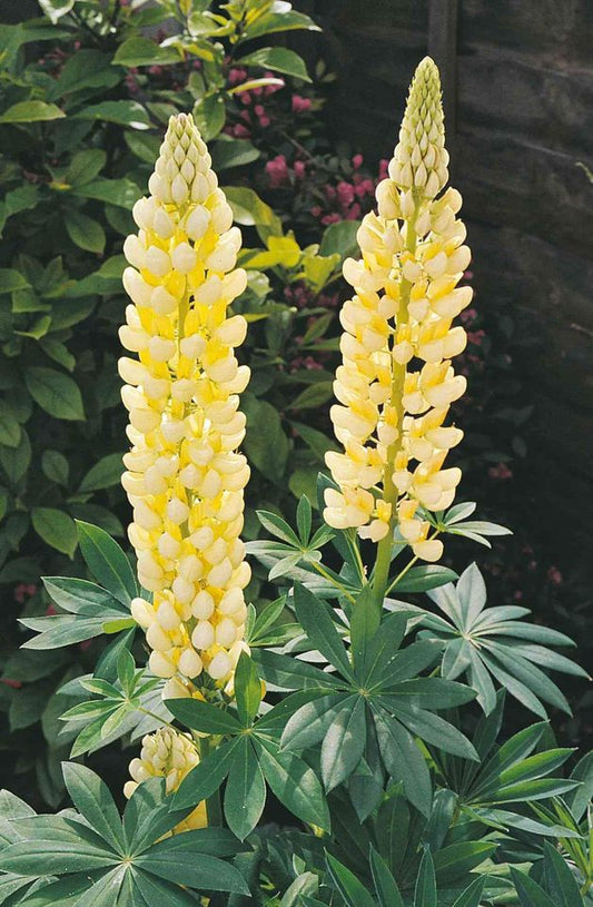 Lupinus Žuti / Vučika / Lupinus Polyphyllus