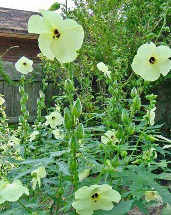 Hibiskus Žuti / Manihot / Hibiscus moscheutos / Močvarni Hibiskus / Močvarac