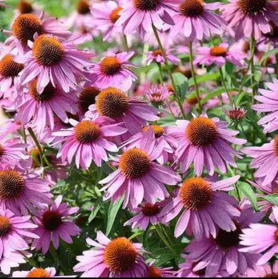 Ljubičasta Echinacea/ Echinace Purpurea