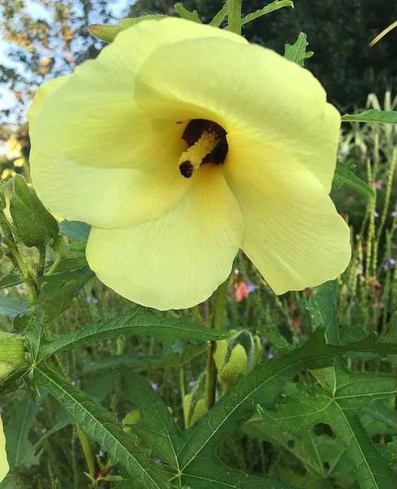 Hibiskus Žuti / Manihot / Hibiscus moscheutos / Močvarni Hibiskus / Močvarac