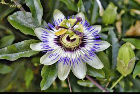 Pasiflora / Passiflora Bijelo-plava / Isusova kruna