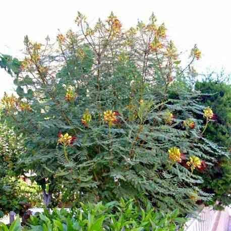 Žuta rajska ptica / Poincijana /Caesalpinia gilliesii