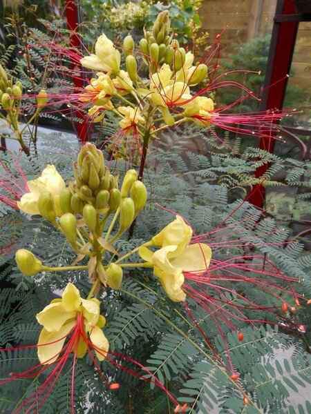 Žuta rajska ptica / Poincijana /Caesalpinia gilliesii