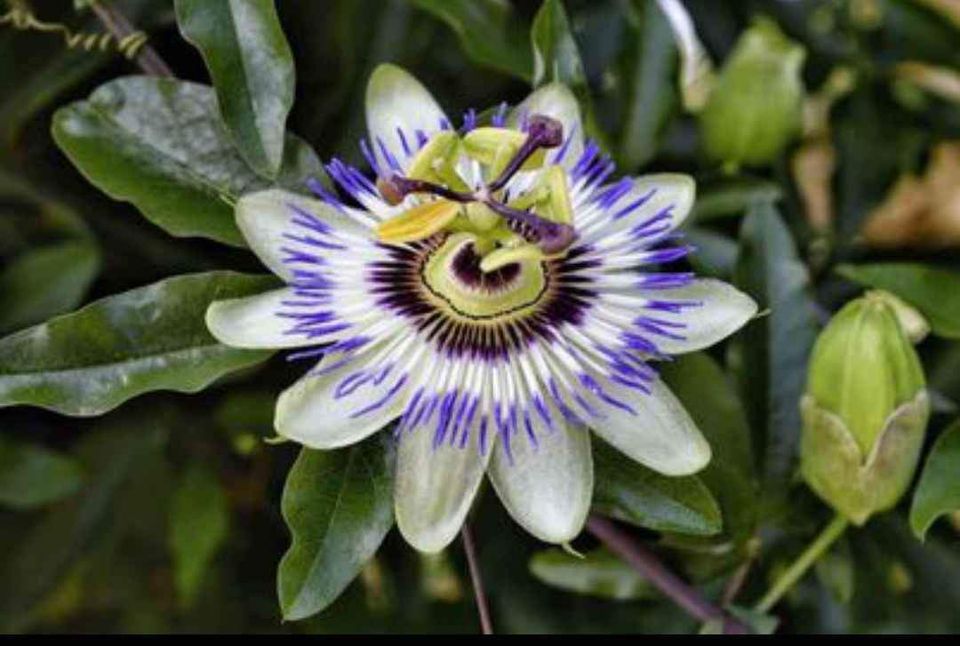 Passiflora Mix -sjeme