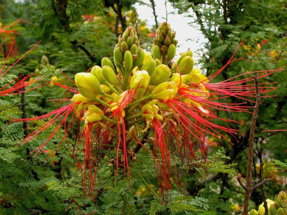 Žuta rajska ptica / Poincijana /Caesalpinia gilliesii