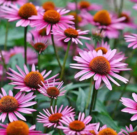 Ljubičasta Echinacea/ Echinace Purpurea