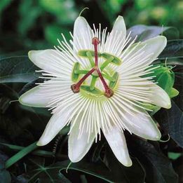 Passiflora Mix -sjeme