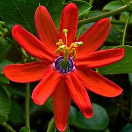 Passiflora Mix -sjeme