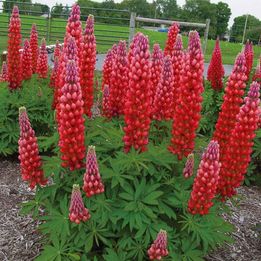 Crveni Lupinus / Lupinus Polyphyllus