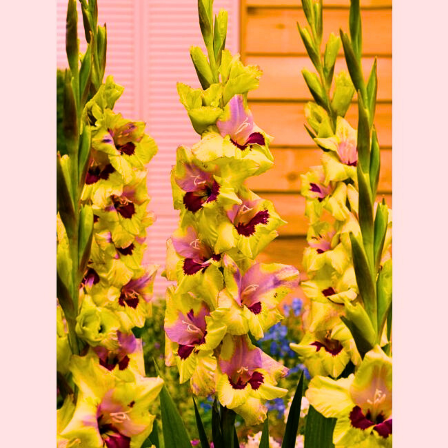 Doza Šarenila uz Proljetni Iris Holandica -Gladiola Holandica  Mix