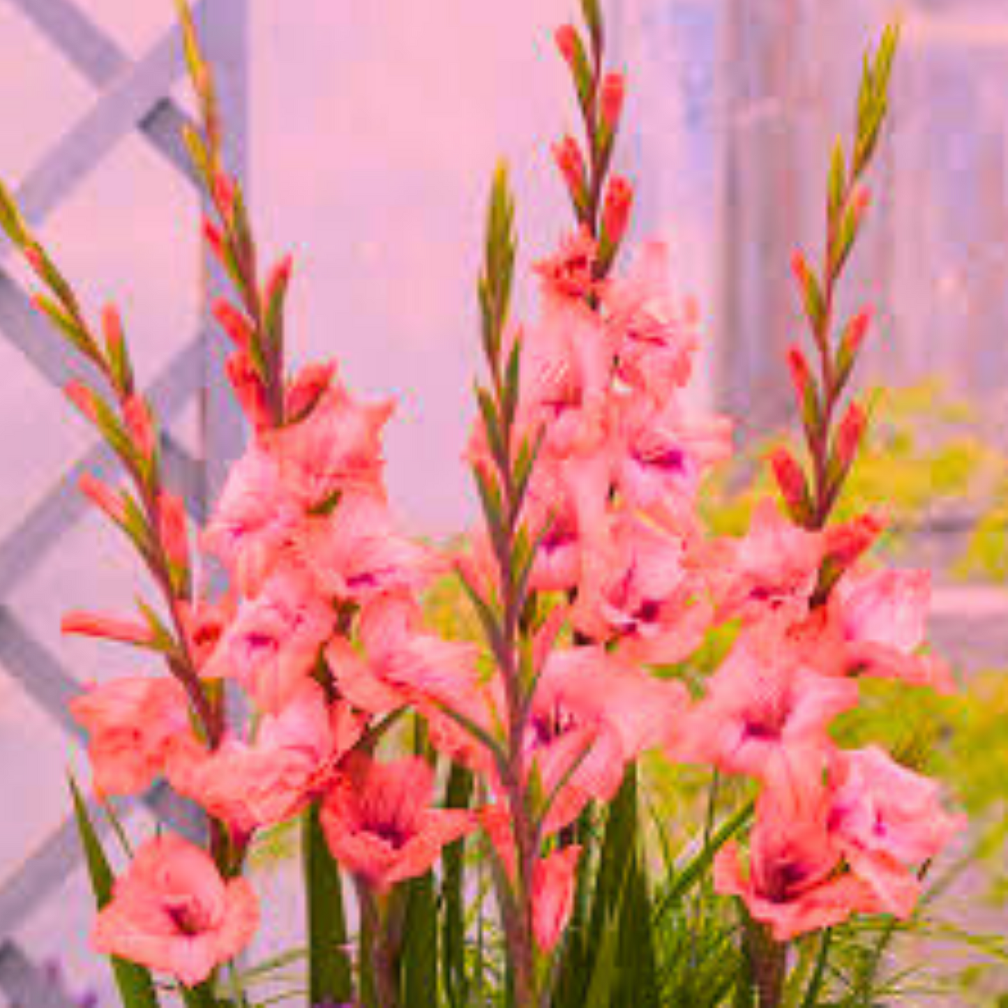 Šarena Žuto- Roza Gladiola / GLADIOLUS - MANGO MUSE