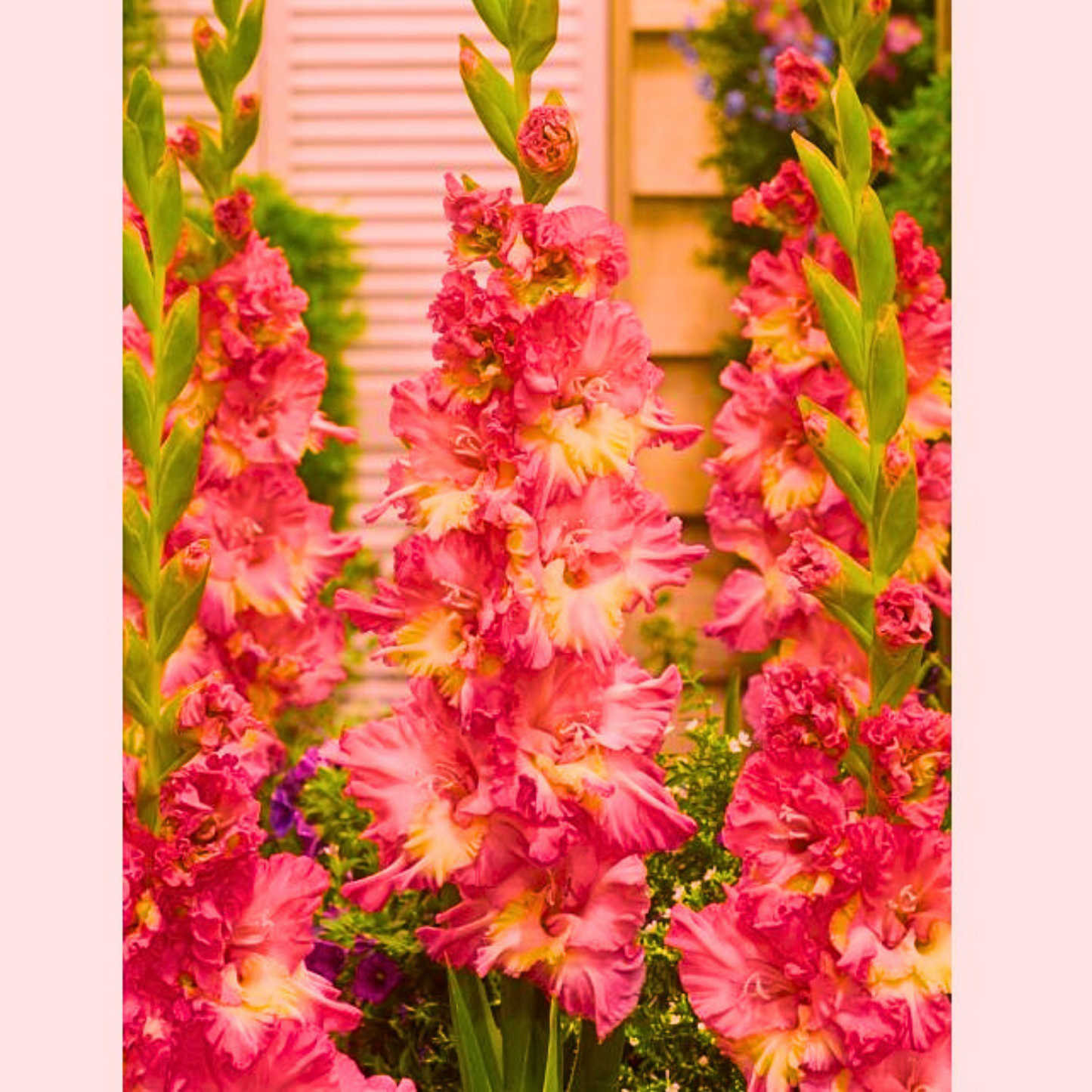 Šarena Žuto- Roza Gladiola / GLADIOLUS - MANGO MUSE