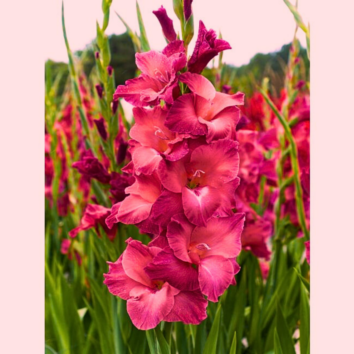 Doza Šarenila uz Gladiola Mix - Lukovice