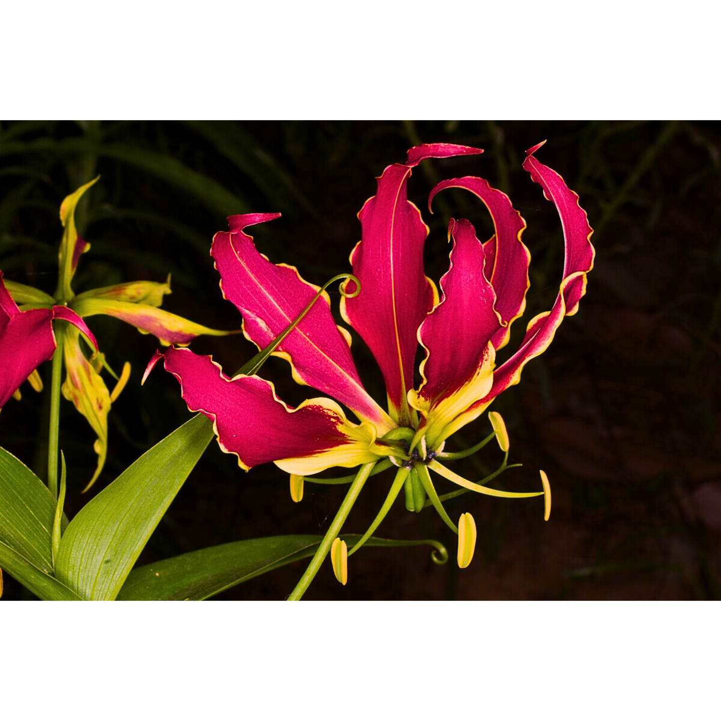 Plameni Ljiljan /  Gloriosa lily / Gloriosa Superba / Flame Lily /Ljiljan slave Rothschildiana