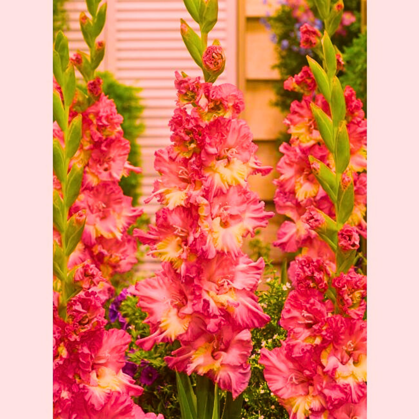 Doza Šarenila uz Proljetni Iris Holandica -Gladiola Holandica  Mix