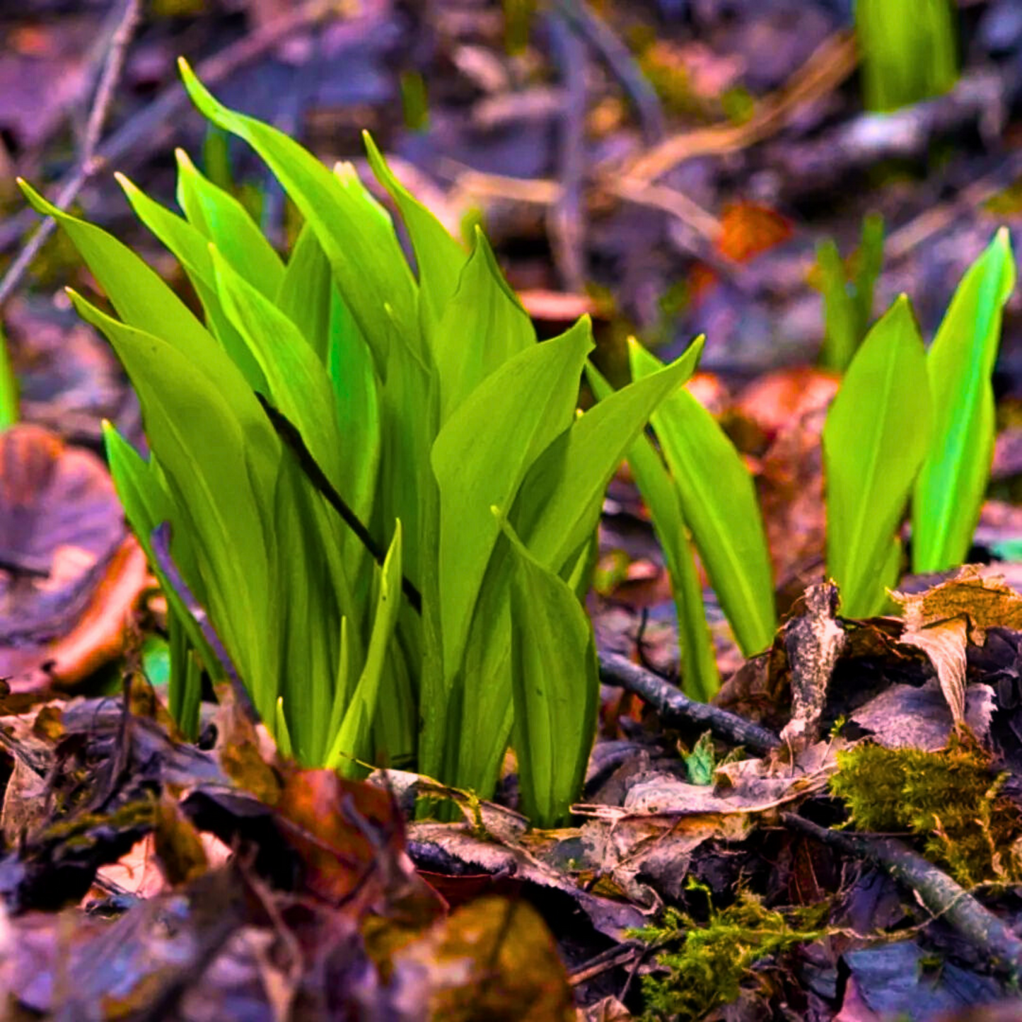 Suhi  Medvjeđi luk / Allium Ursinum / Srijemuš