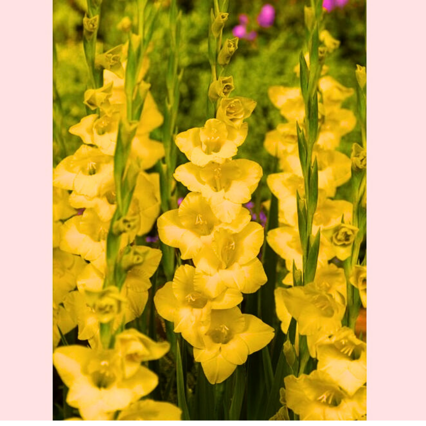 Doza Šarenila uz Gladiola Mix - Lukovice