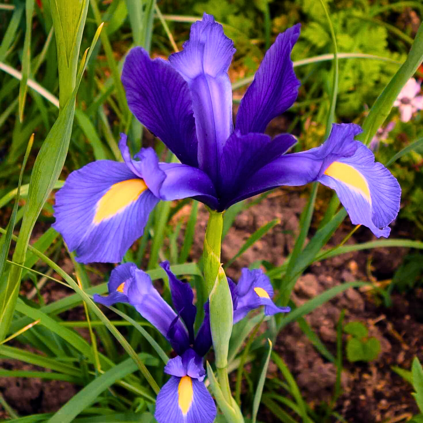 Doza boja i šarenila Perunika Mix / Iris Holandica Mix