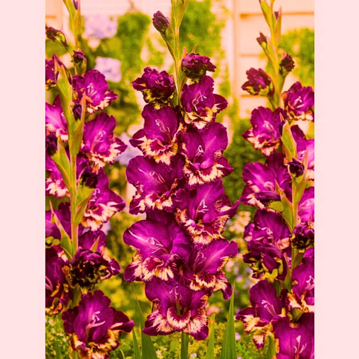 Doza Šarenila uz Proljetni Iris Holandica -Gladiola Holandica  Mix