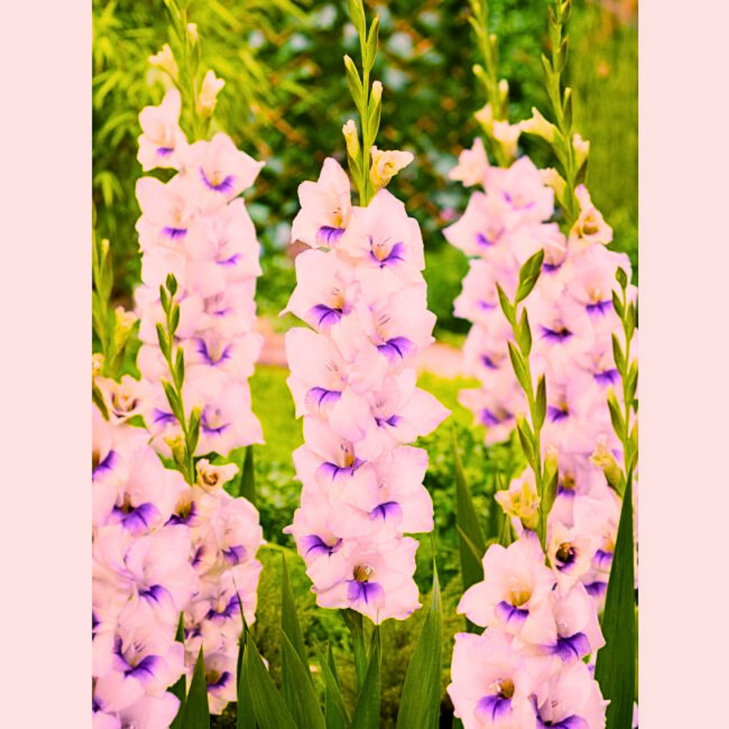 Doza Šarenila uz Gladiola Mix - Lukovice