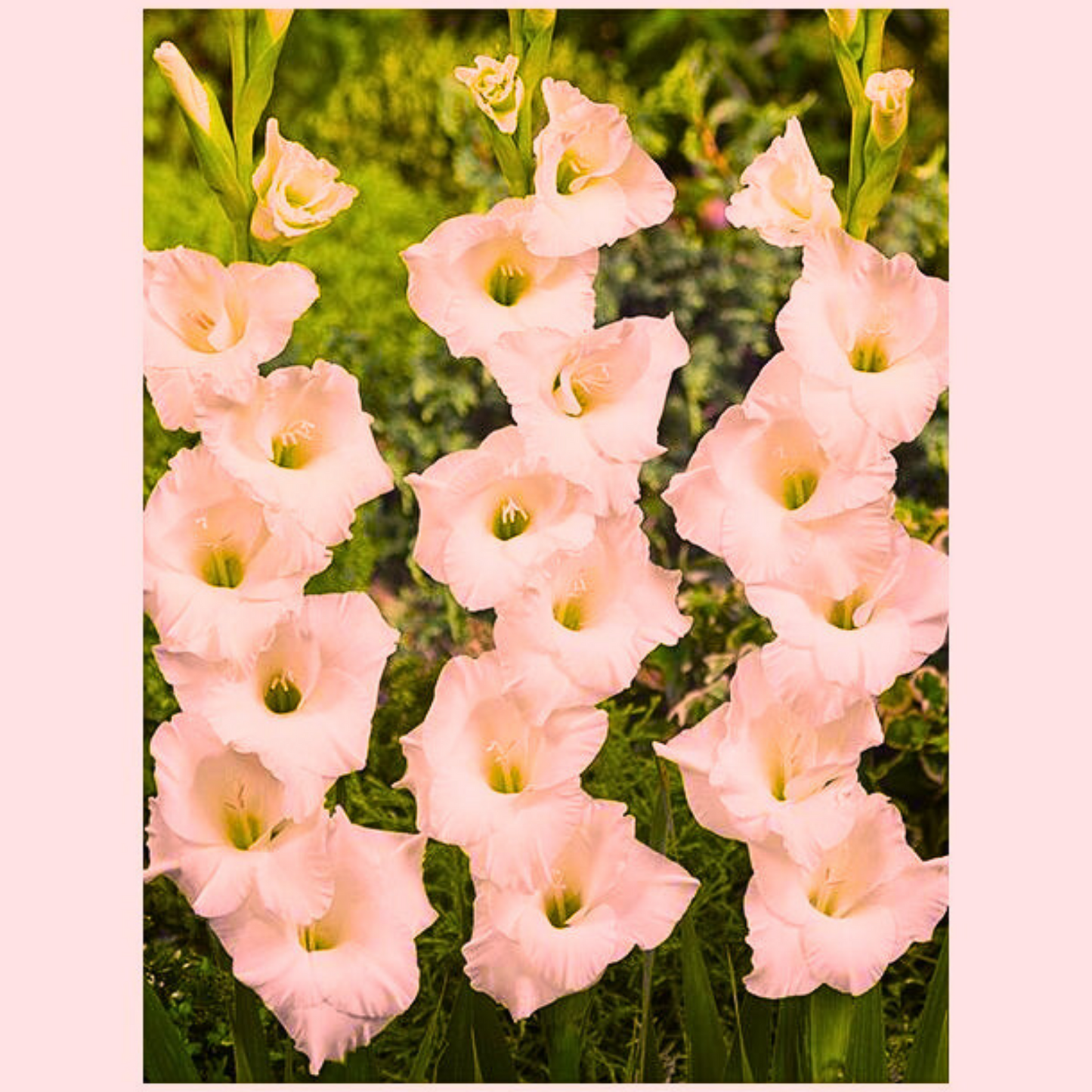 Doza Šarenila uz Gladiola Mix - Lukovice