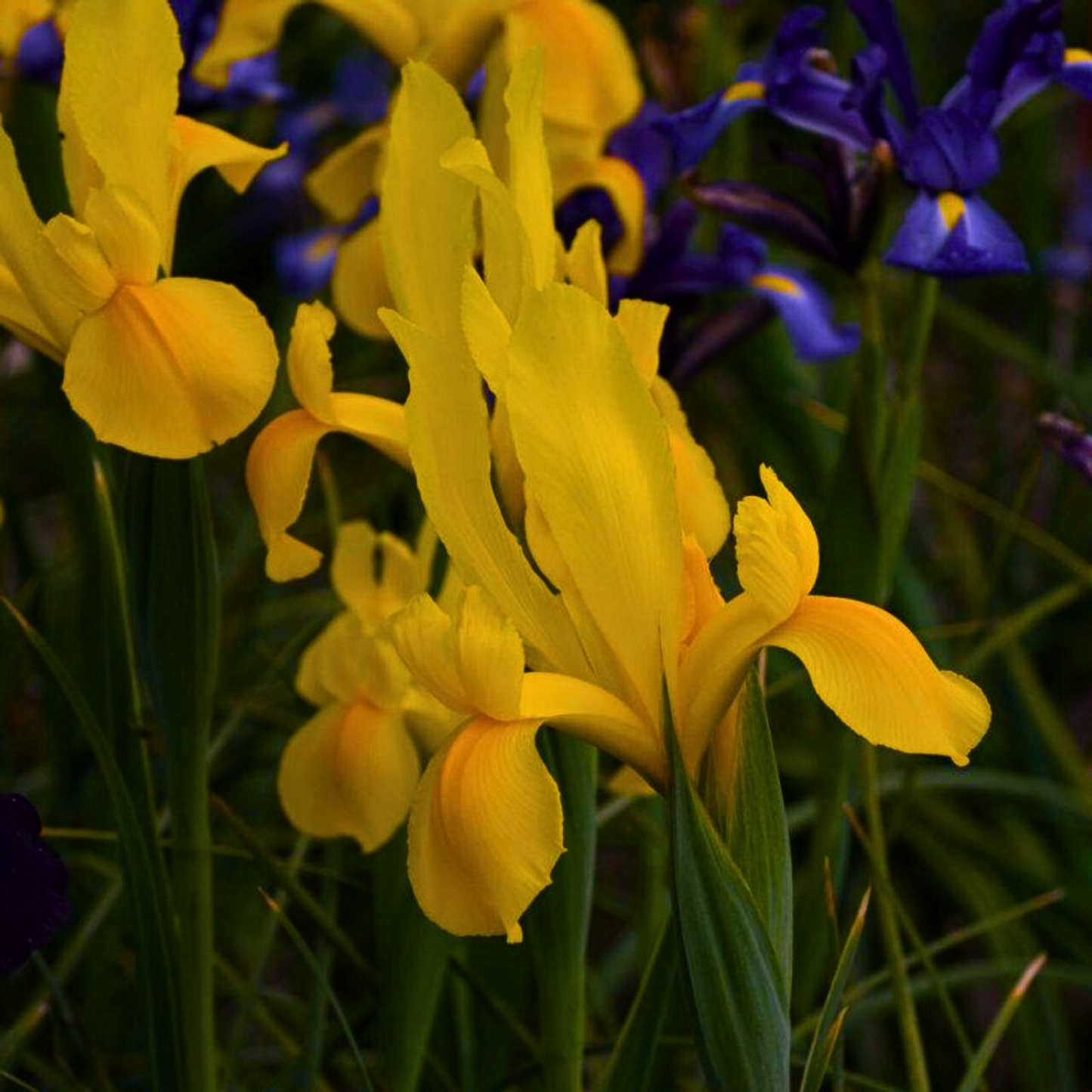 Doza boja i šarenila Perunika Mix / Iris Holandica Mix