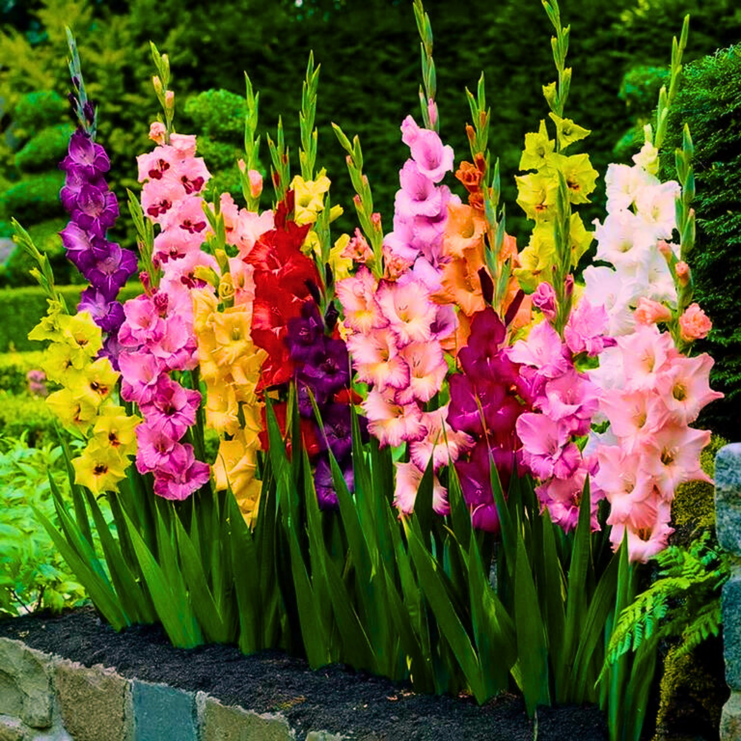 Doza Šarenila uz Proljetni Iris Holandica -Gladiola Holandica  Mix