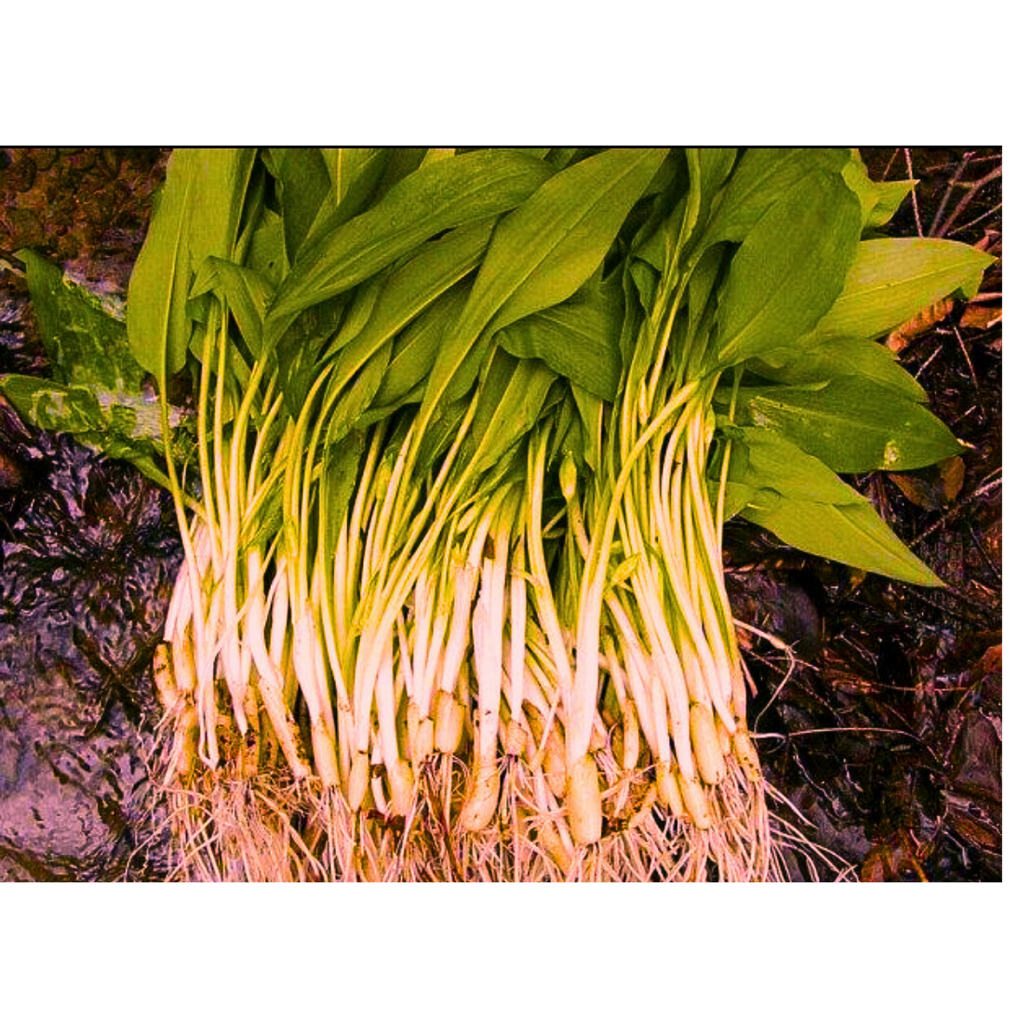 Sadnice - Medvjeđeg luka / Allium Ursinum / Srijemuš