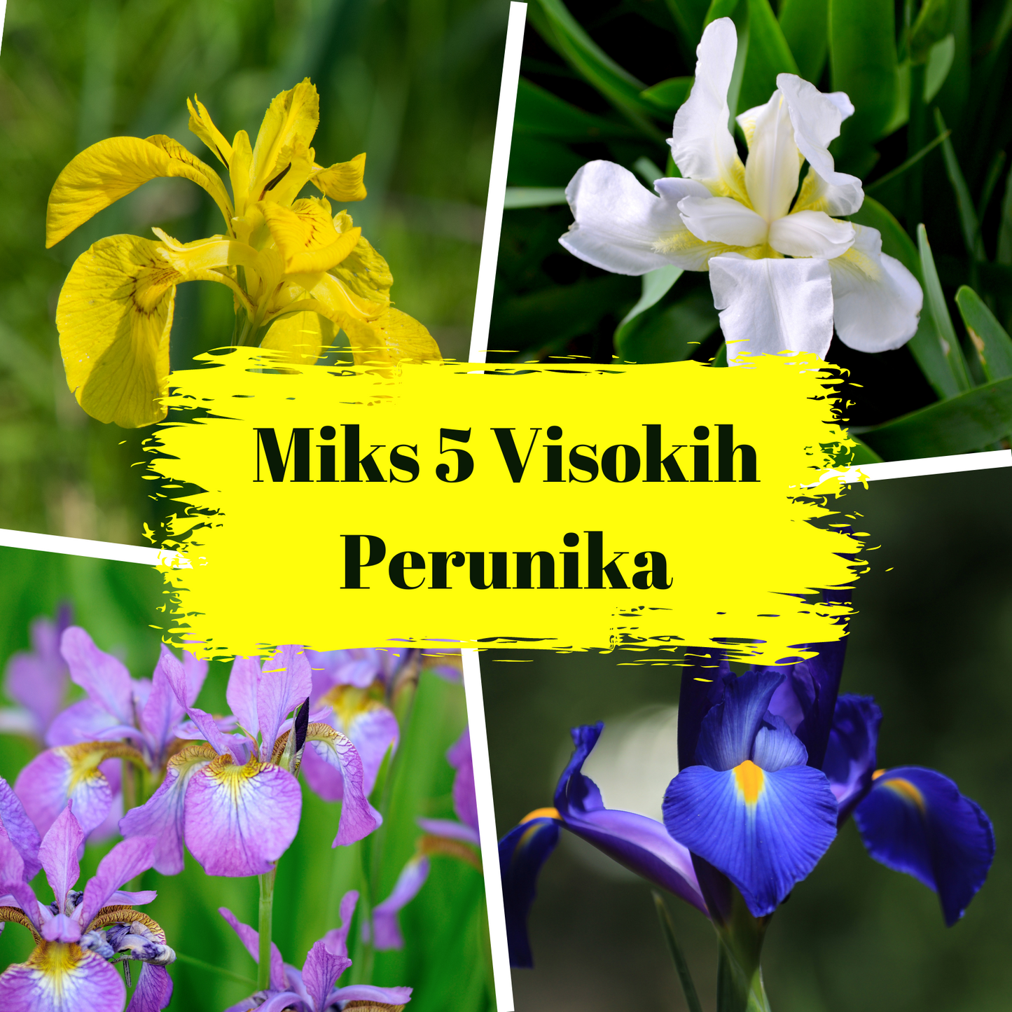 Doza boja i šarenila Perunika Mix / Iris Holandica Mix