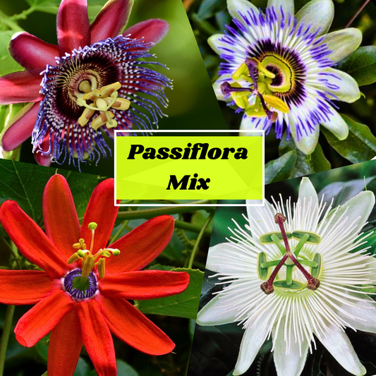 Passiflora Mix -sjeme