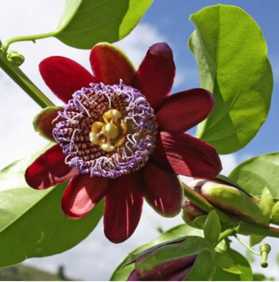 Passiflora alata Red /  Krilati Crvena pasiflora - Sjeme