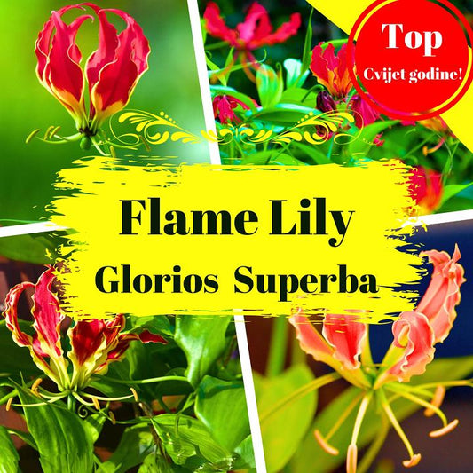 Plameni Ljiljan /  Gloriosa lily / Gloriosa Superba / Flame Lily /Ljiljan slave Rothschildiana