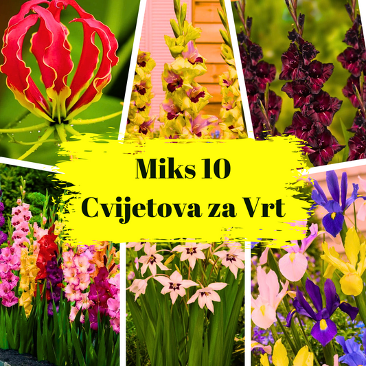 Miks 10 Cvjetova za Vrt - Proljetno/Ljetni Cvijetovi