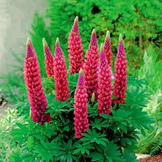 Crveni Lupinus / Lupinus Polyphyllus