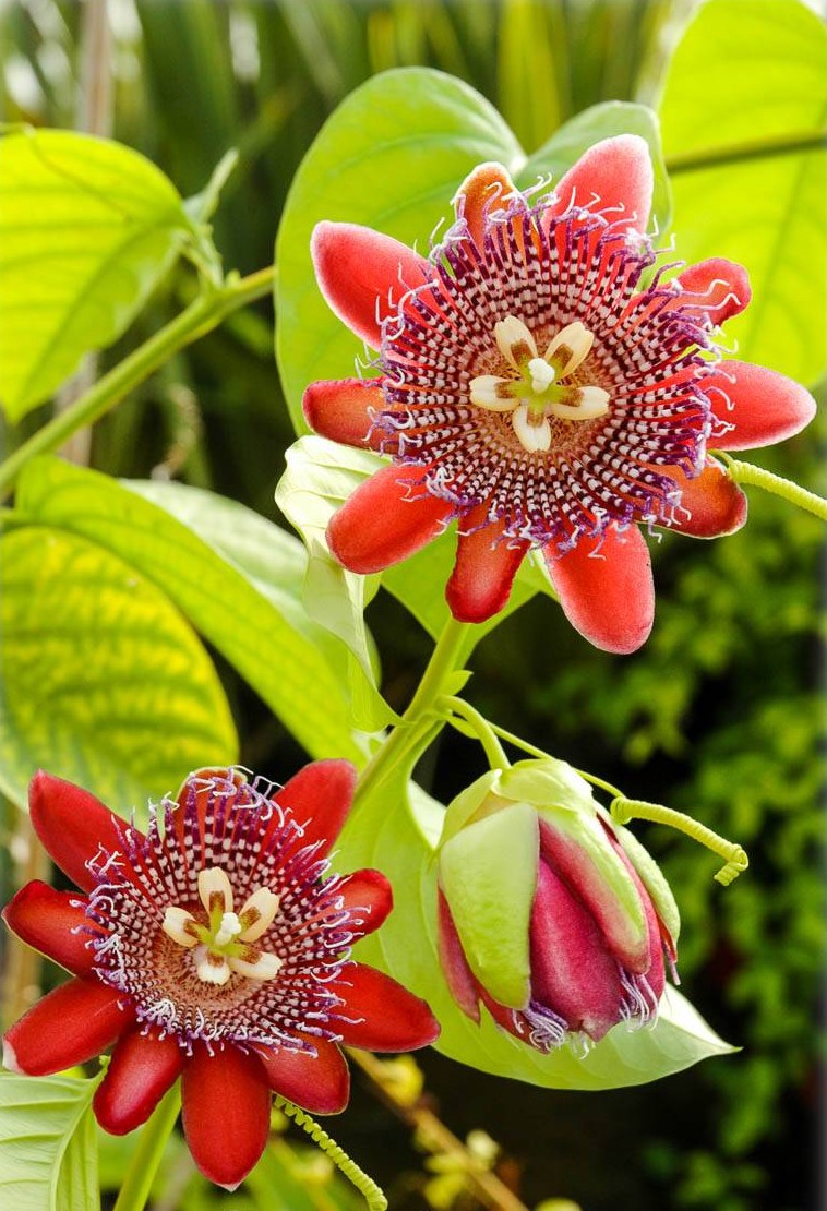 Passiflora alata Red /  Krilati Crvena pasiflora - Sjeme