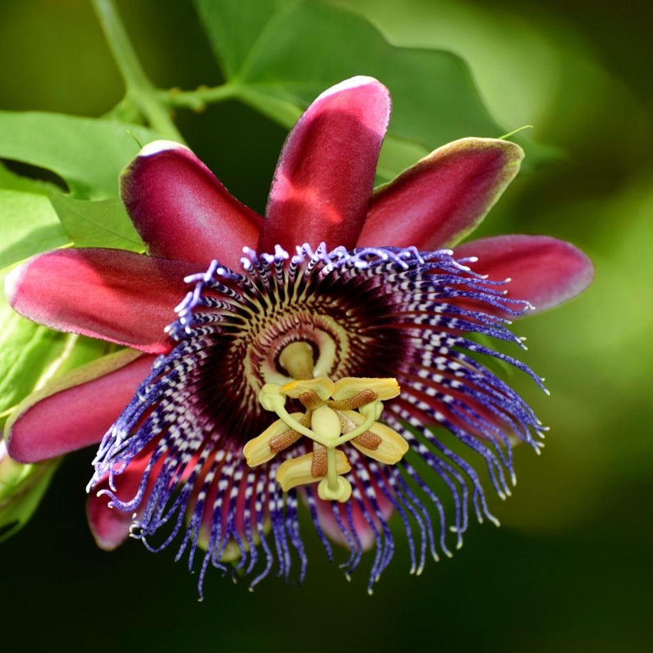 Passiflora alata Red /  Krilati Crvena pasiflora - Sjeme