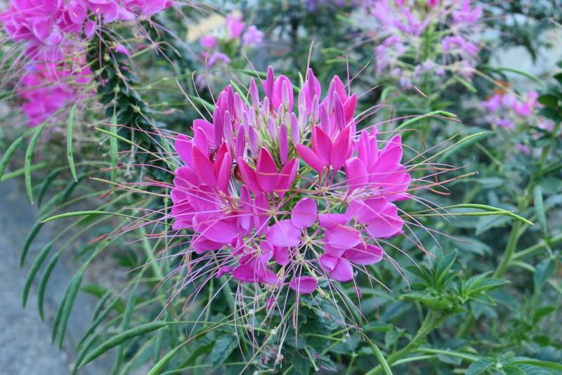 Paukov cvijet / Kleoma / Mačji brk / Cleome spinosa