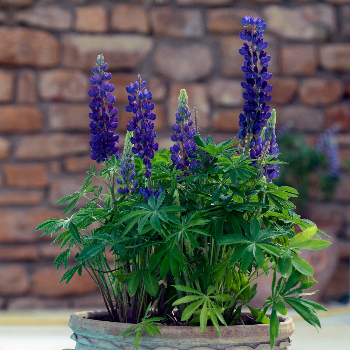 Lupinus Plavi / Vučika / Lupinus Polyphyllus (Blue)