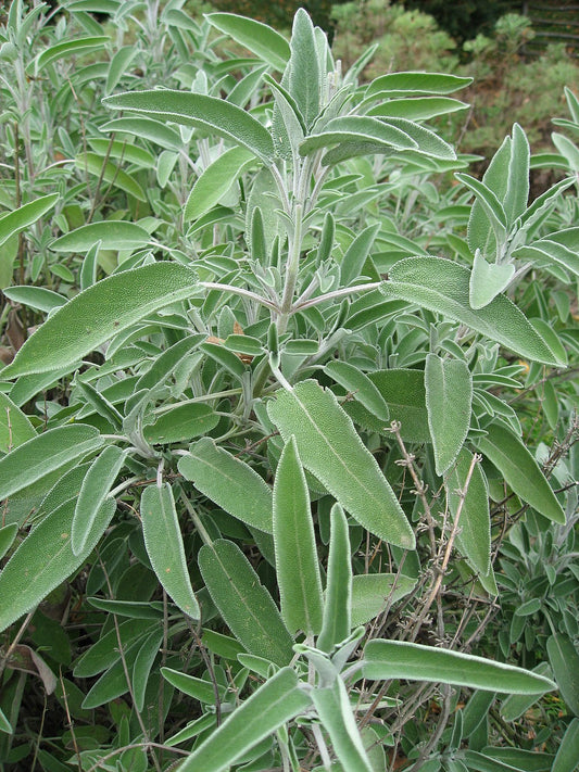 Ljekovita Kadulja/ Žalfija /  Salvia officinalis