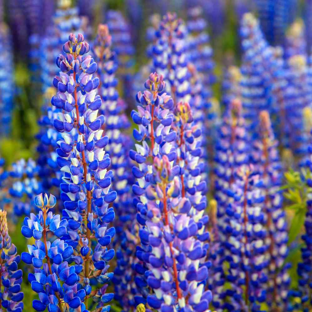 Lupinus Plavi / Vučika / Lupinus Polyphyllus (Blue)