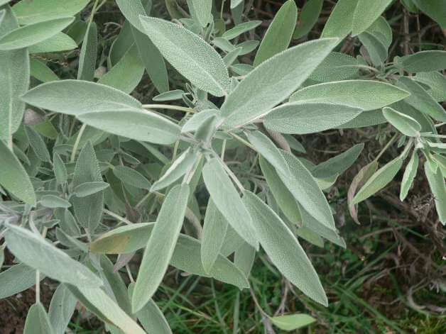 Ljekovita Kadulja/ Žalfija /  Salvia officinalis